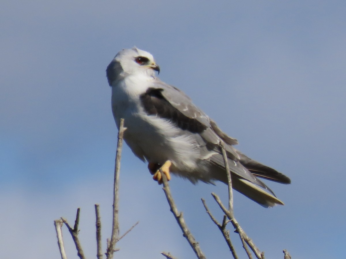 White-tailed Kite - Alane Gray