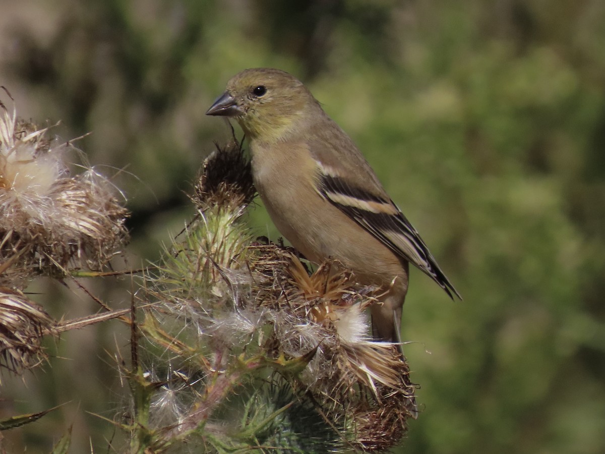 American Goldfinch - ML376081481