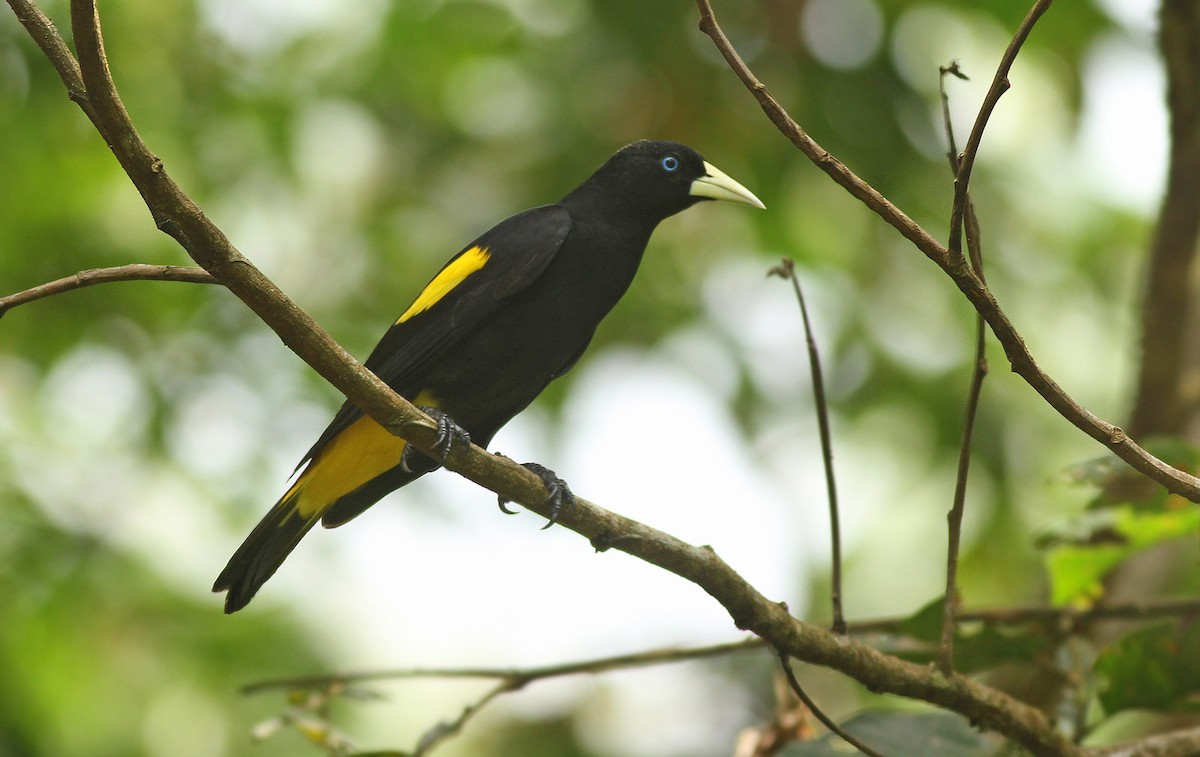 Yellow-rumped Cacique - Jeremiah Trimble