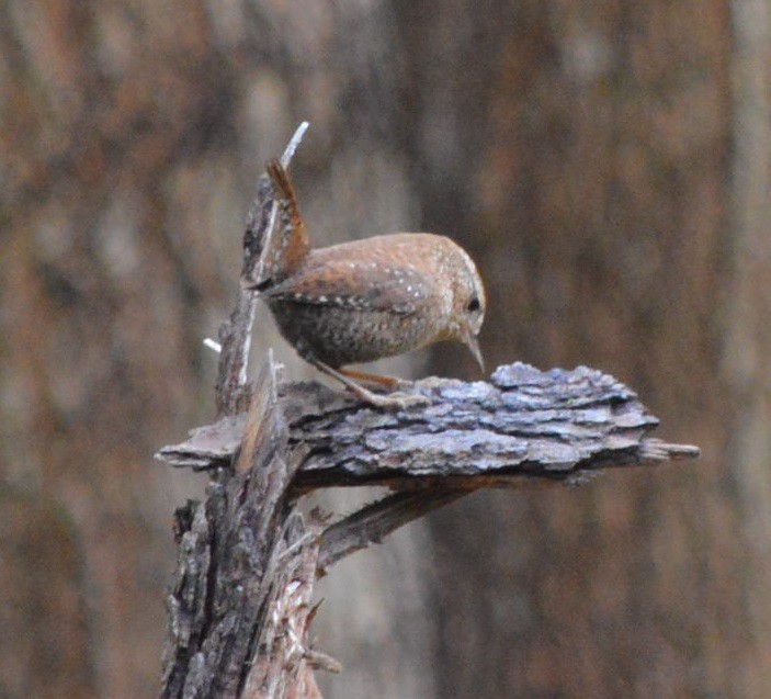 Winter Wren - ML376083651