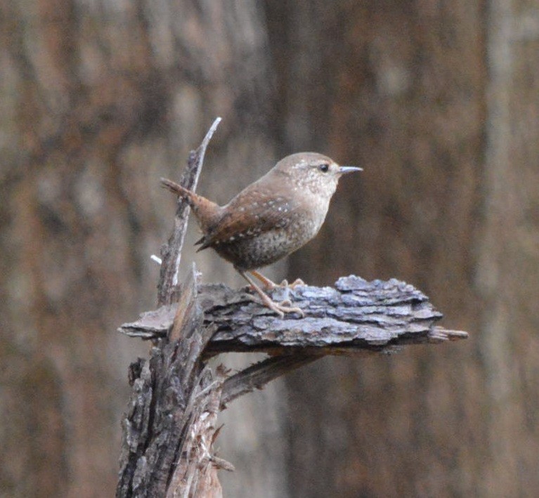 Winter Wren - ML376083661