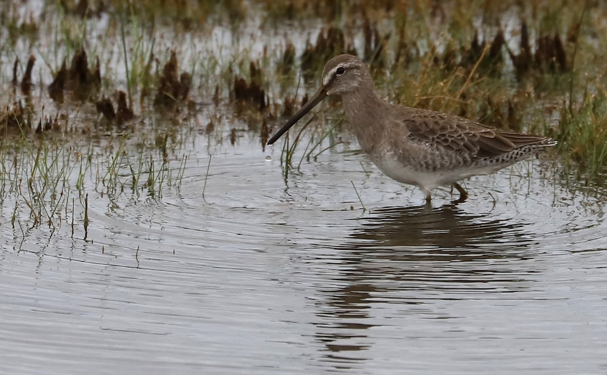 Long-billed Dowitcher - Rob Bielawski