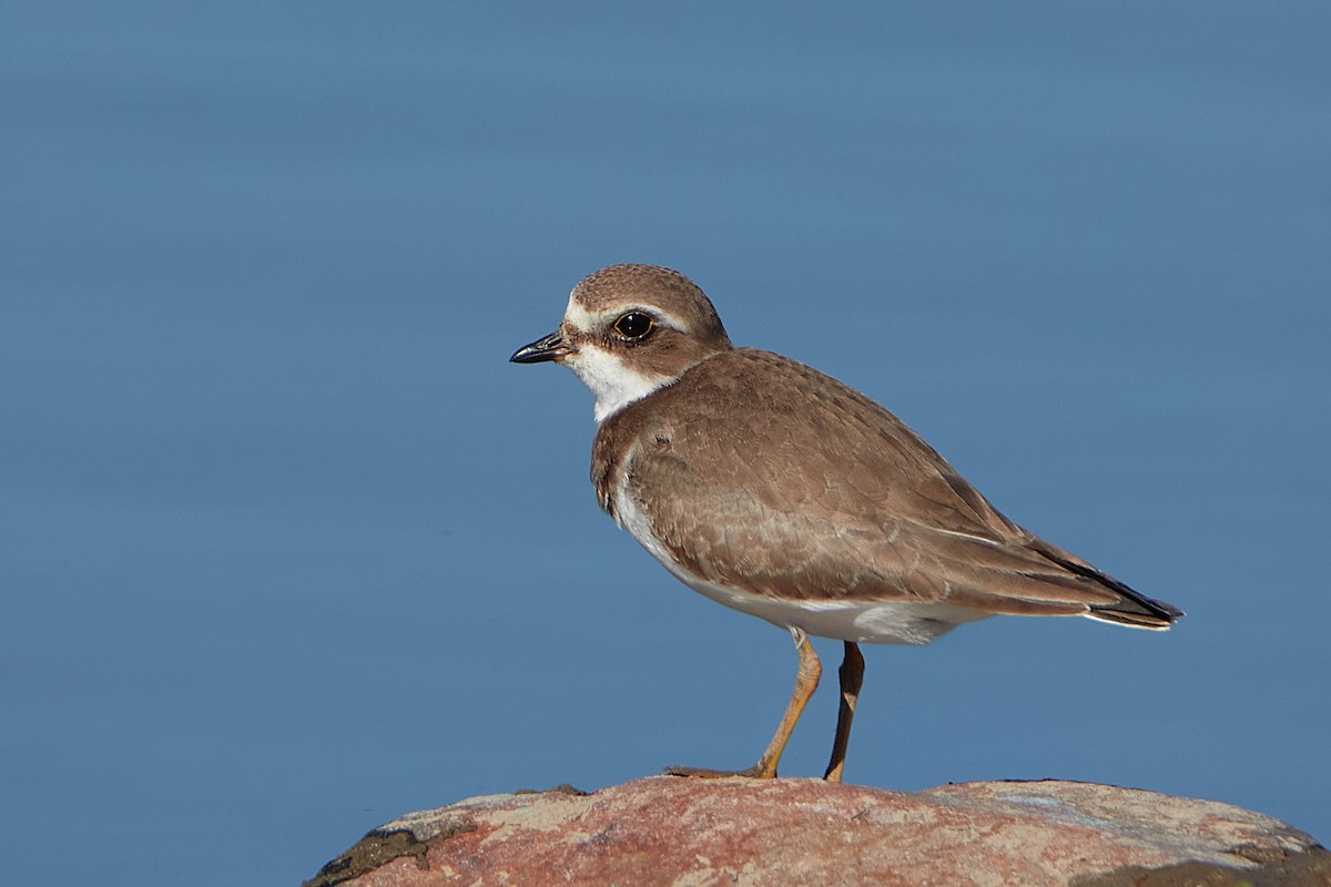 Semipalmated Plover - Elodie Roze