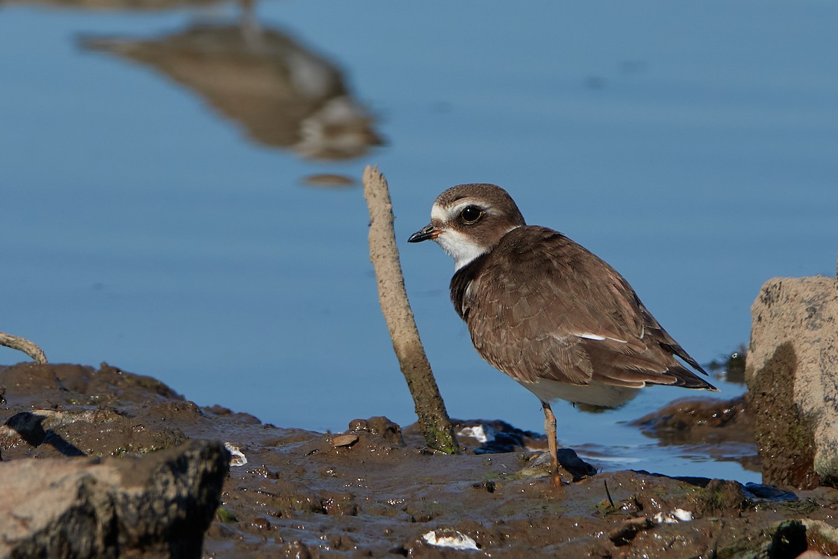 Semipalmated Plover - ML376085731