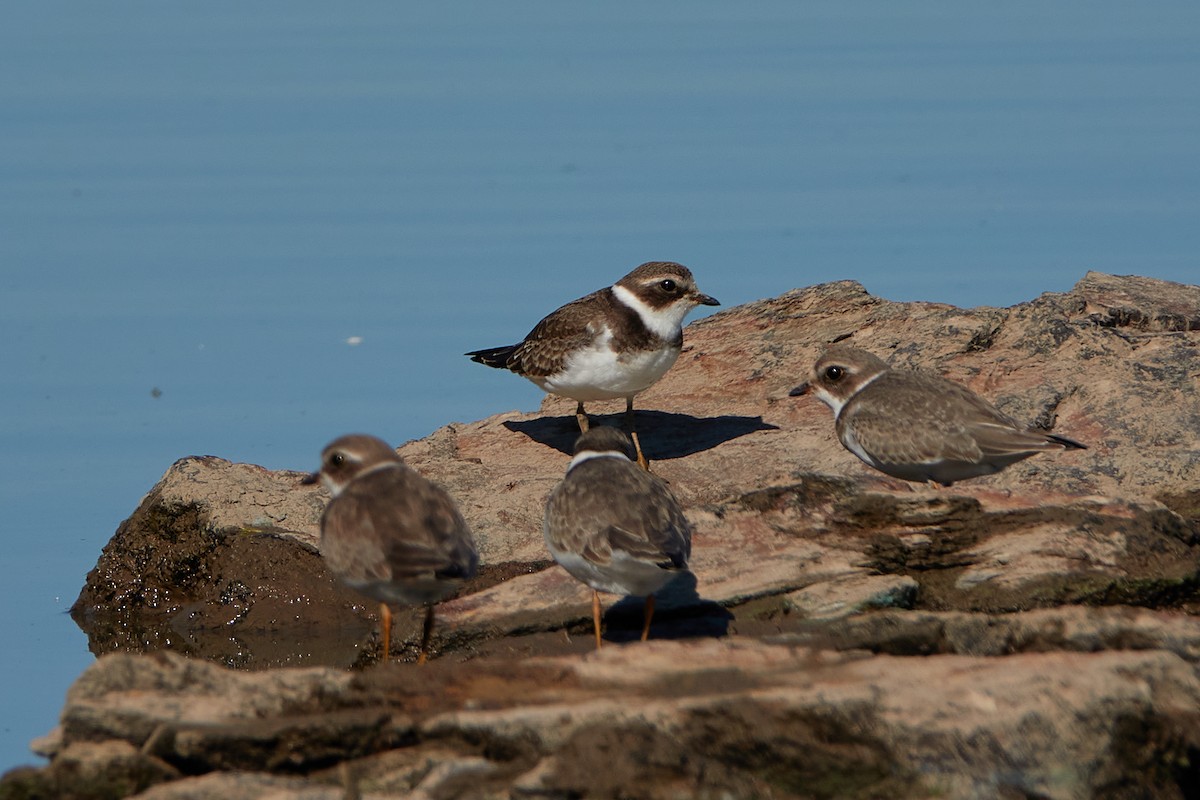 Semipalmated Plover - ML376085741