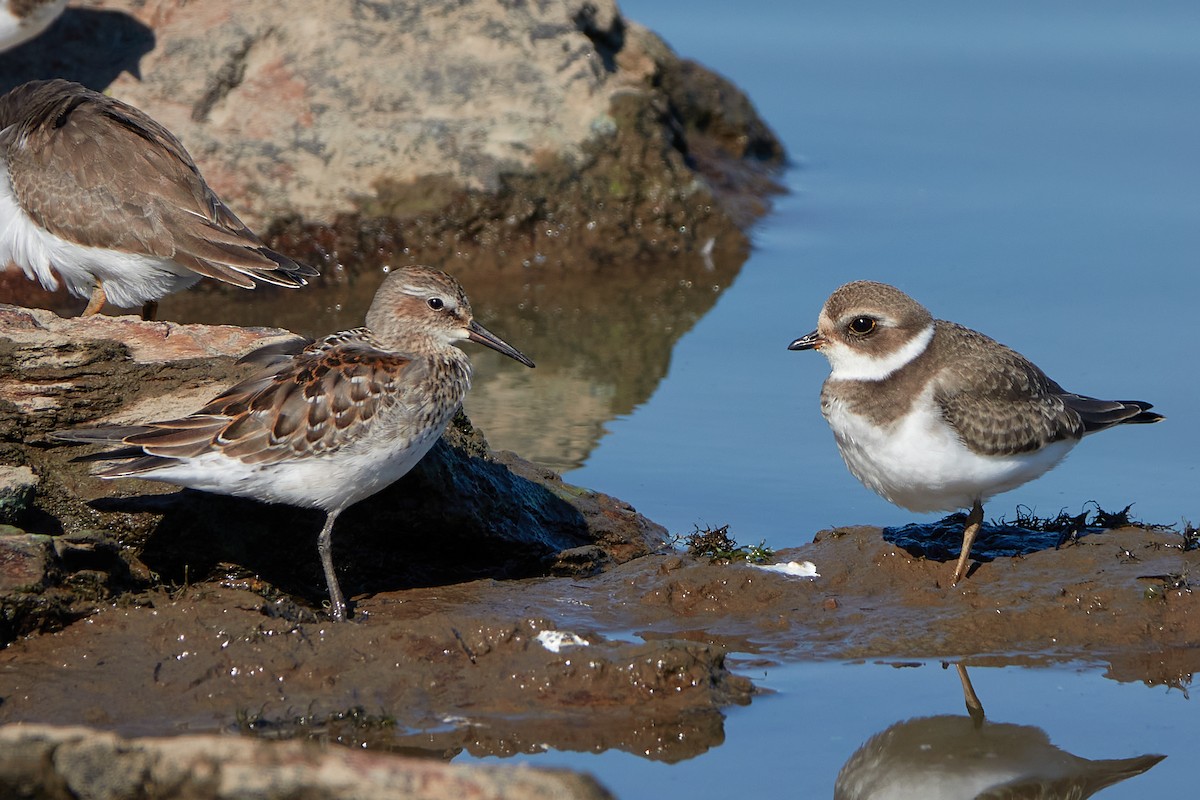 Semipalmated Plover - ML376085751