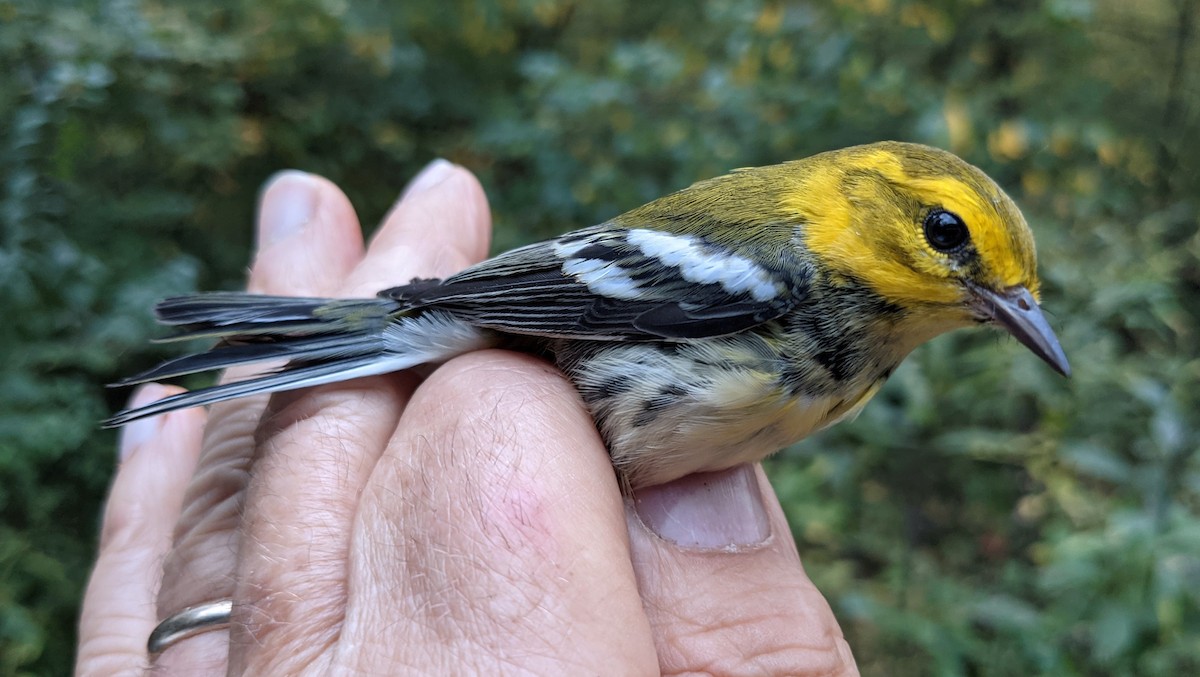 Black-throated Green Warbler - ML376086211