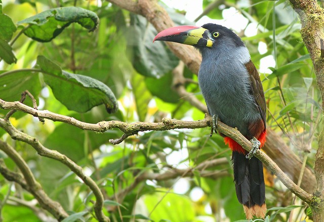 Gray-breasted Mountain-Toucan - ML37608671