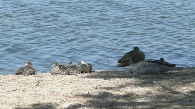 ハイイロコガモ - ML376088391