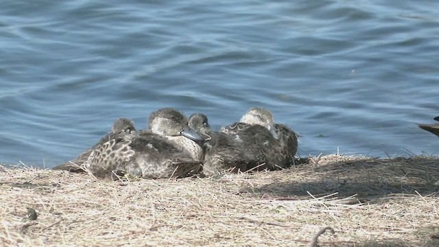 ハイイロコガモ - ML376088411