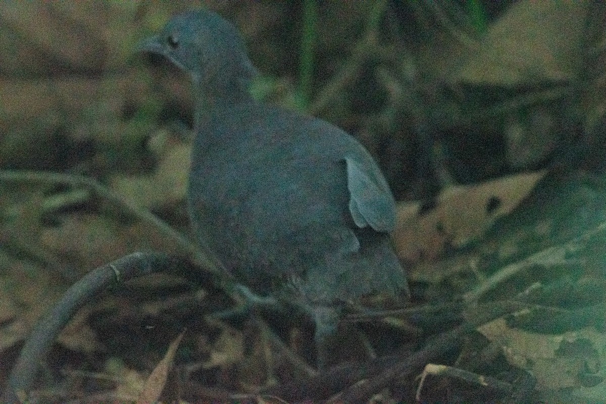 Undulated Tinamou - ML376088611