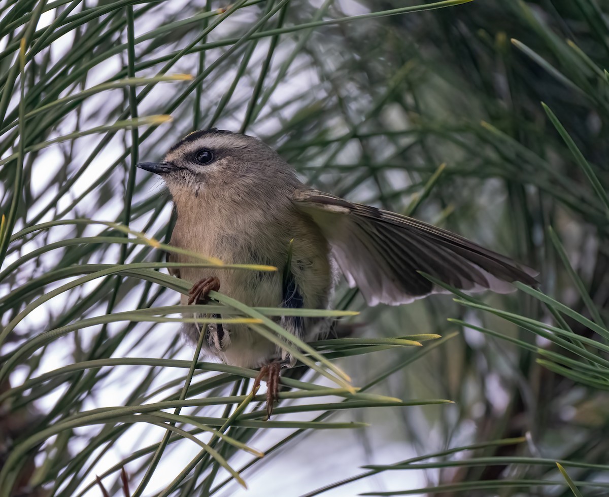 Golden-crowned Kinglet - ML376089281