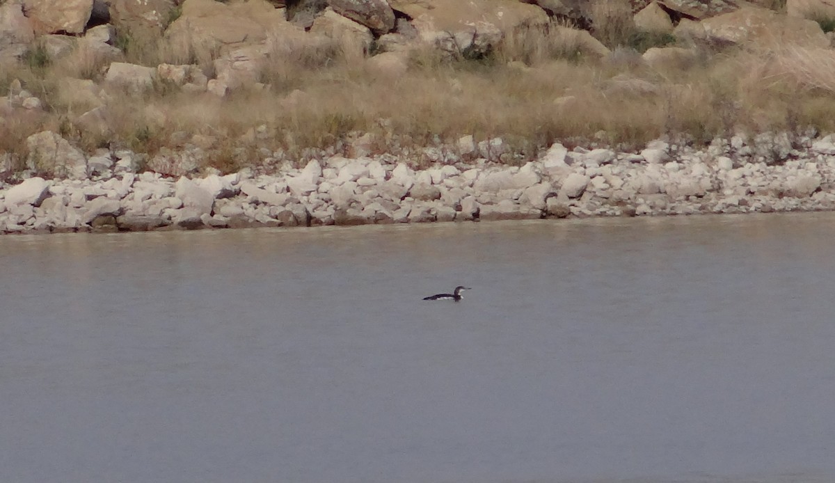 Common Loon - ML376089461