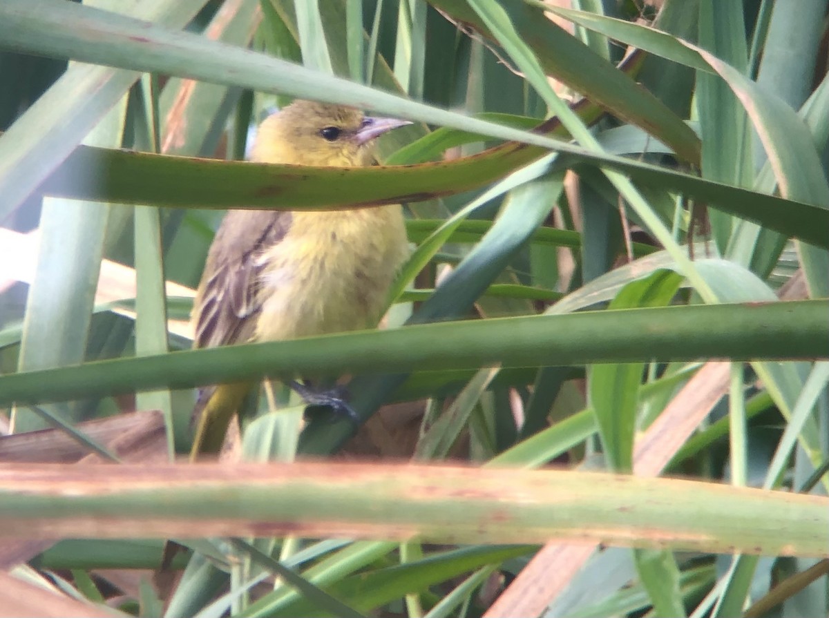 Orchard Oriole - ML376089791