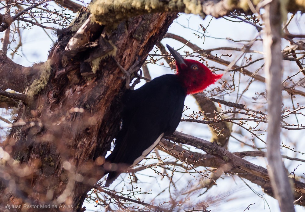 Magellanic Woodpecker - ML376089821