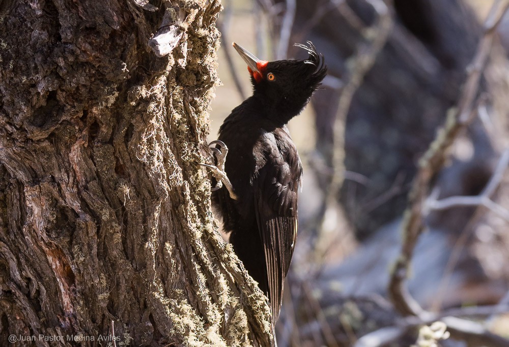 Magellanic Woodpecker - ML376089841