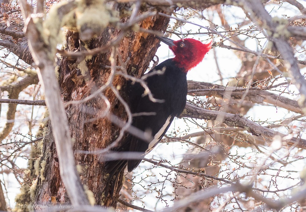 Magellanic Woodpecker - ML376089931