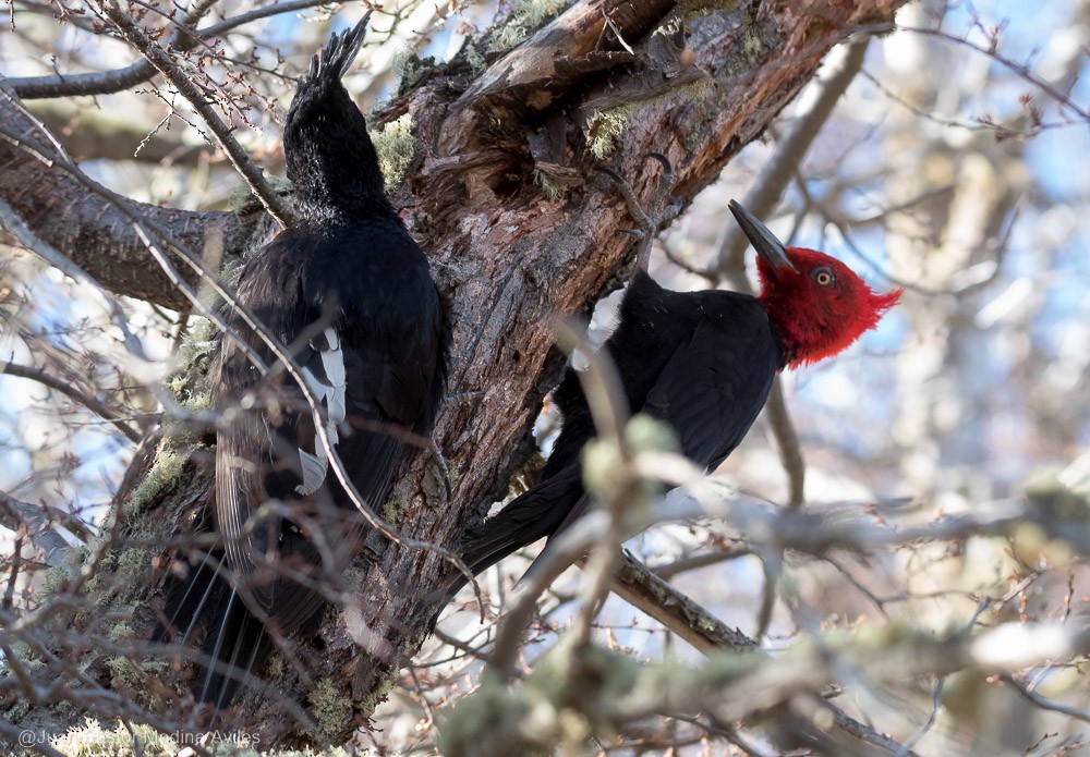 Magellanic Woodpecker - ML376090101