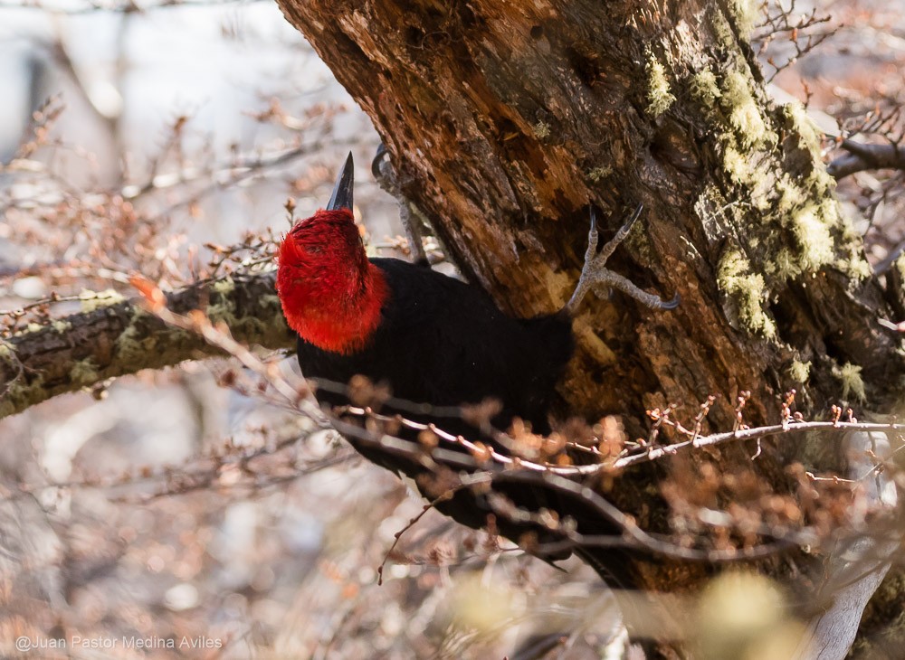 Magellanic Woodpecker - ML376090141