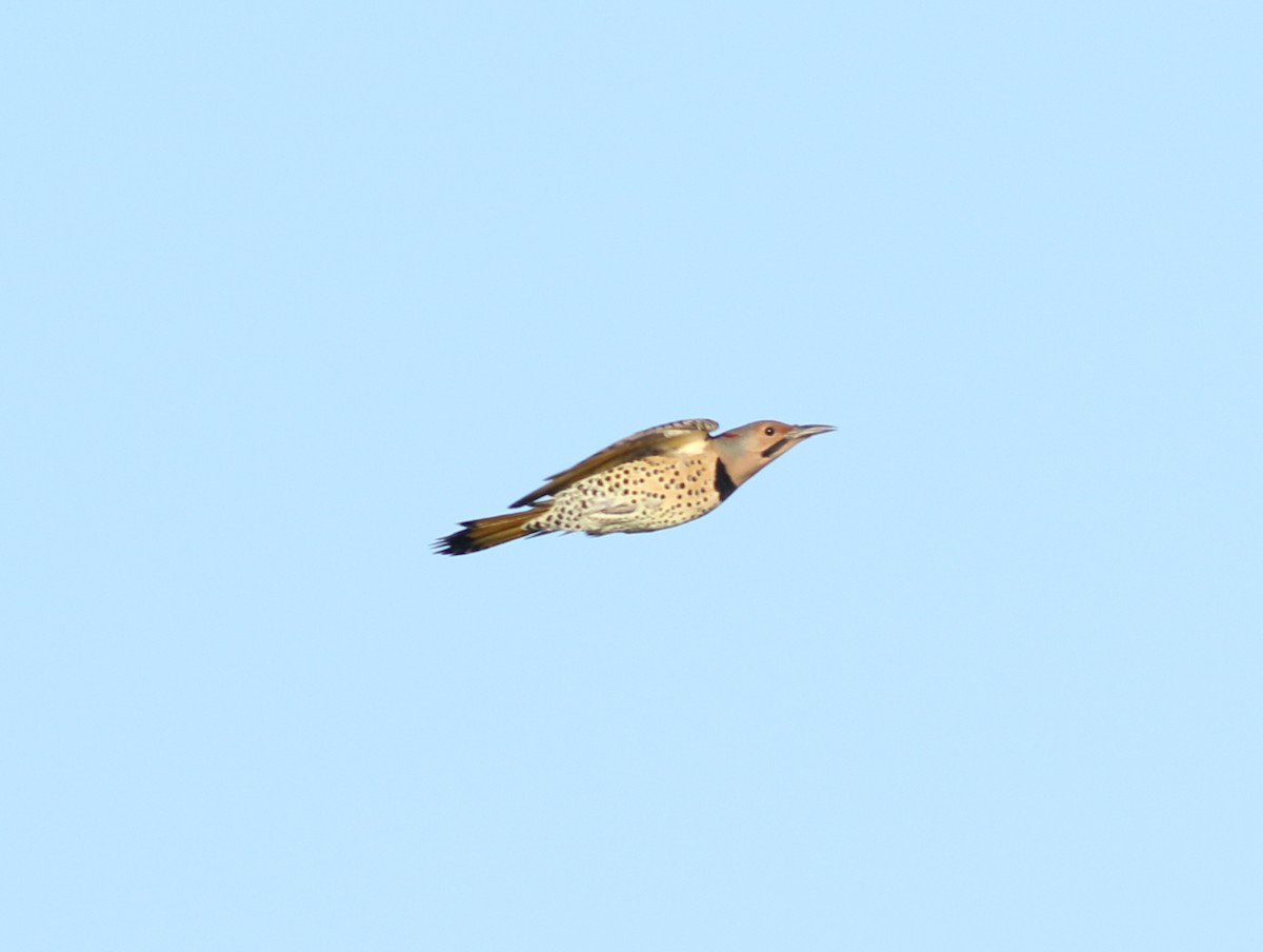 Northern Flicker (Yellow-shafted) - Matthew Eckerson