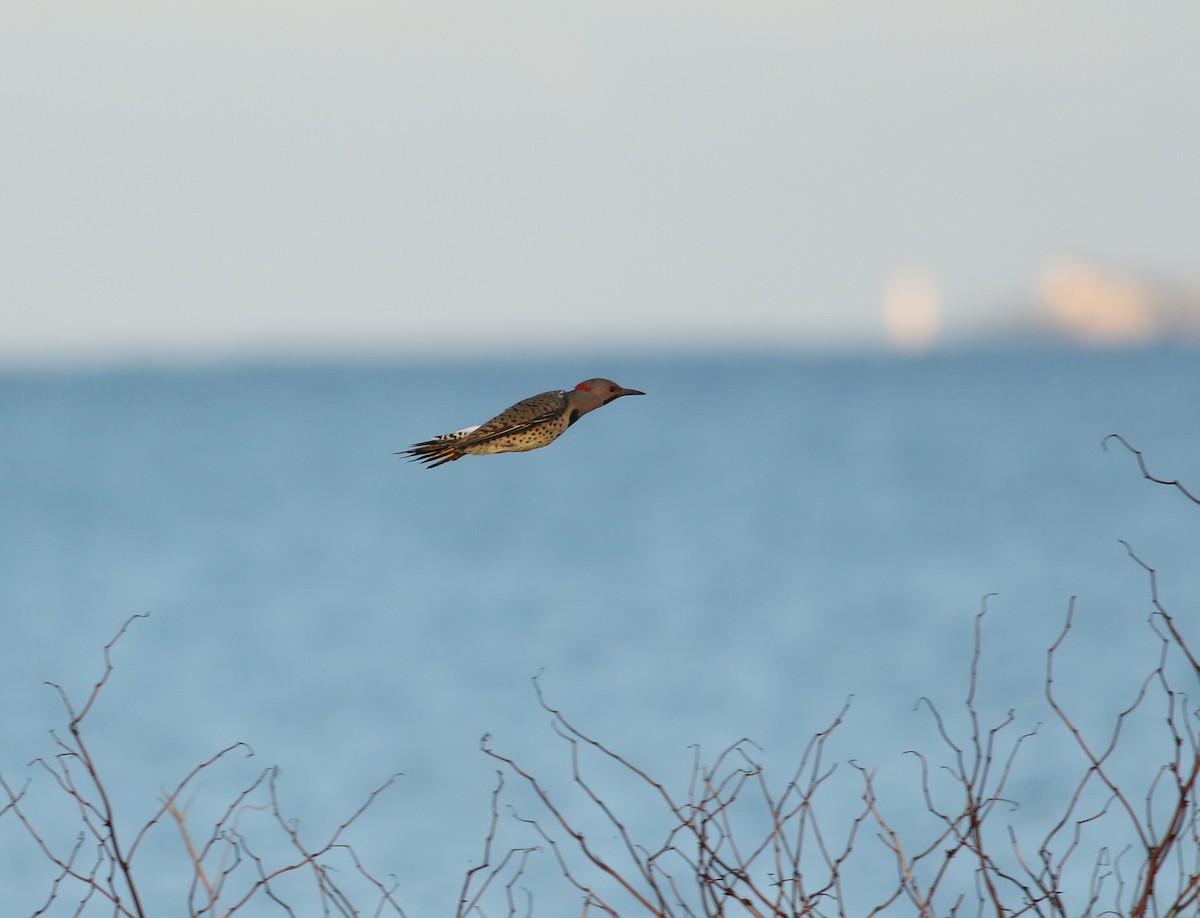 Northern Flicker (Yellow-shafted) - Matthew Eckerson