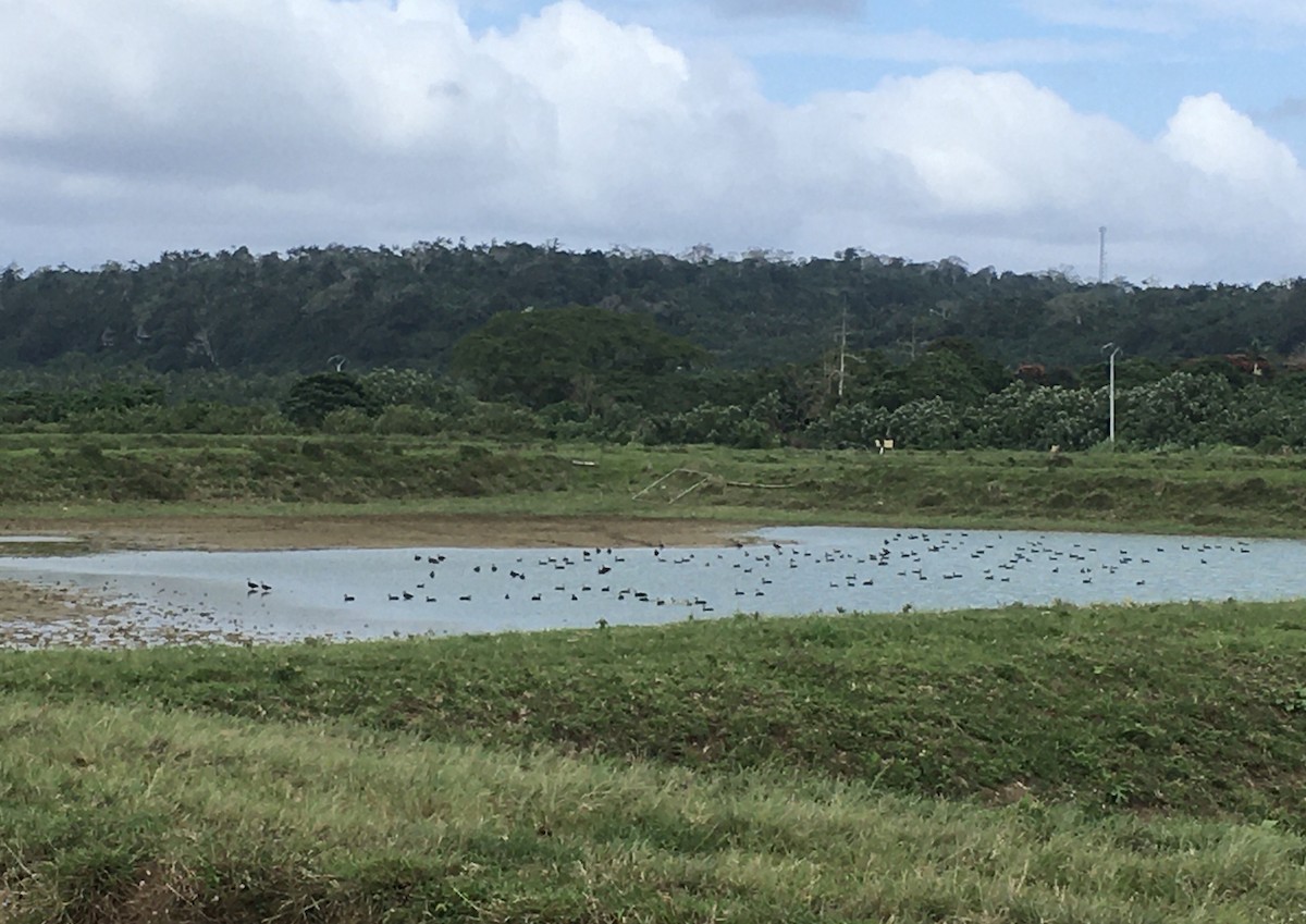 Pacific Black Duck - ML376092951