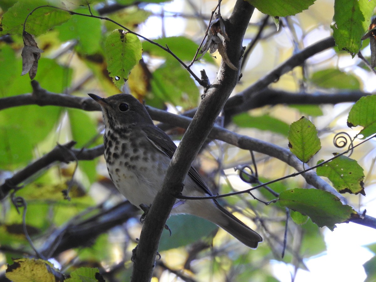 Gray-cheeked Thrush - ML37609301