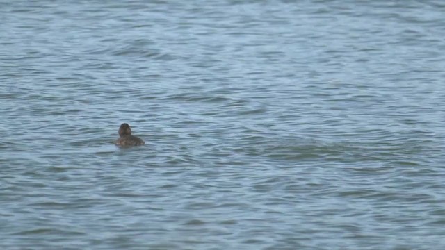 Musk Duck - ML376094121