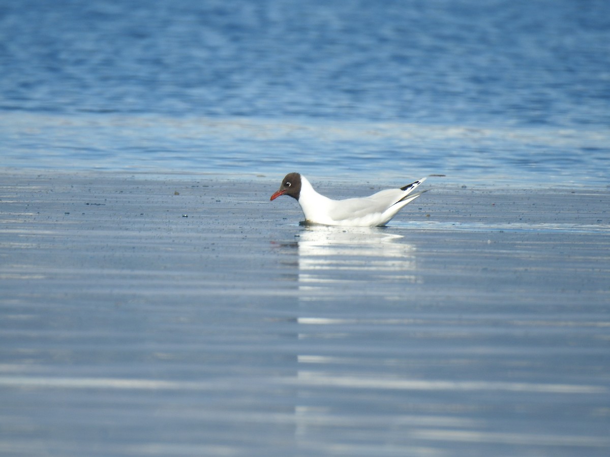 Brown-hooded Gull - Mariano Jalil Bueri