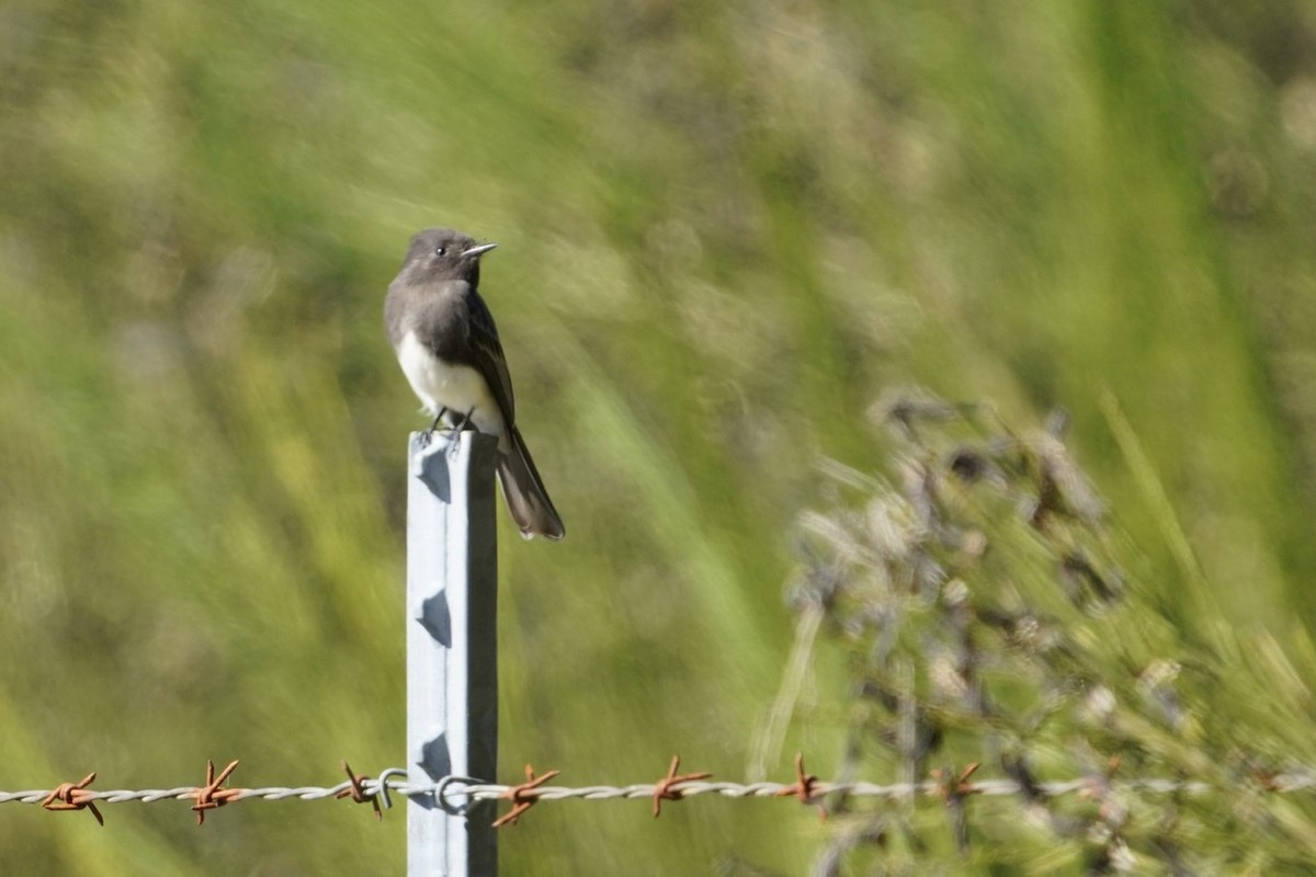 Black Phoebe - Cliff Halverson