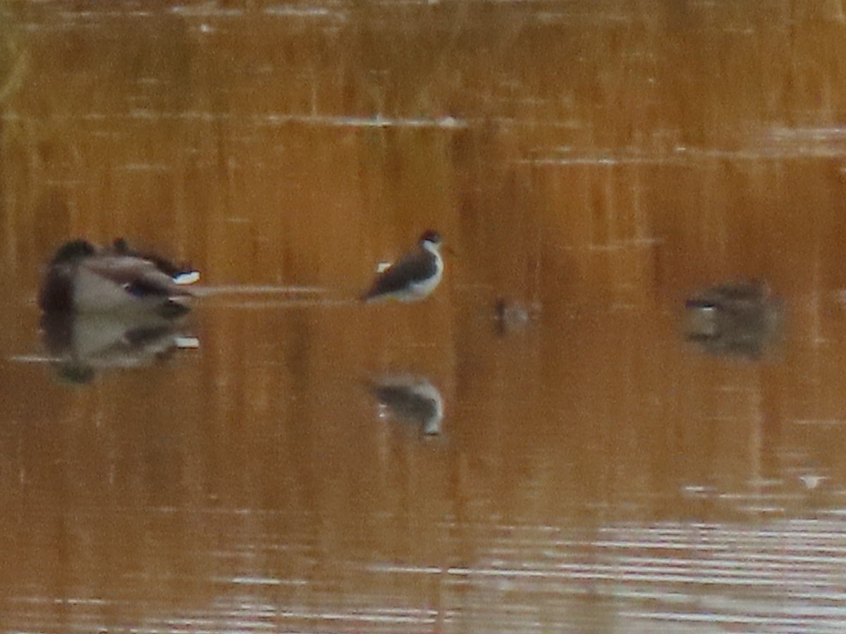 Black-necked Stilt (Black-necked) - ML376095421