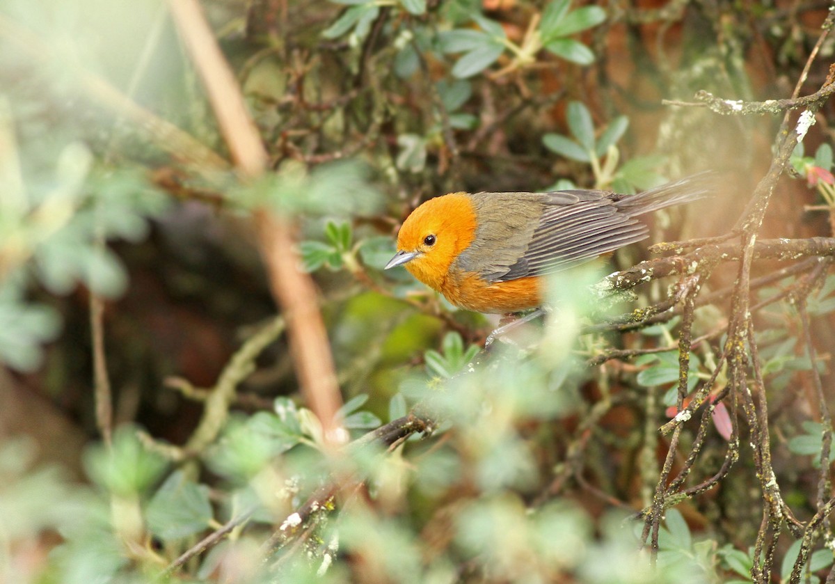 Rufous-chested Tanager - Jeremiah Trimble
