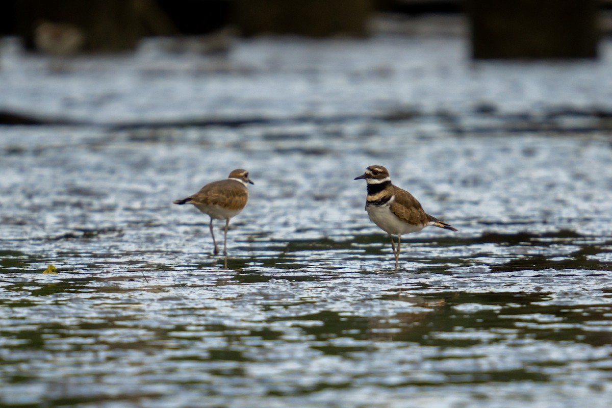 Killdeer - ML376104161