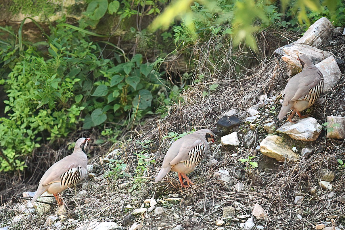 Chukar - peng su