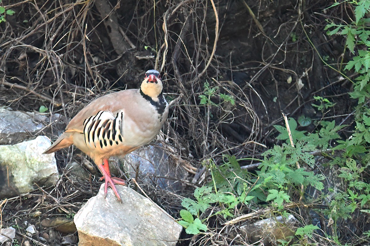 Chukar - peng su