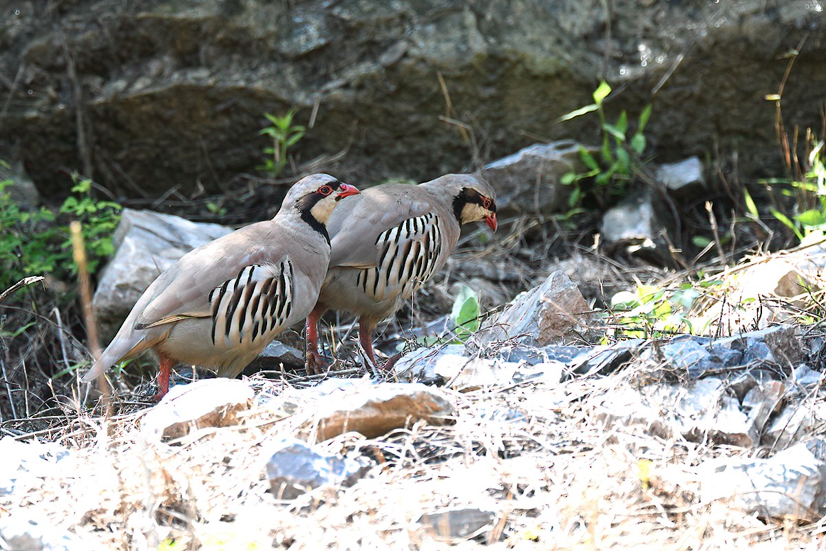 Chukar - peng su