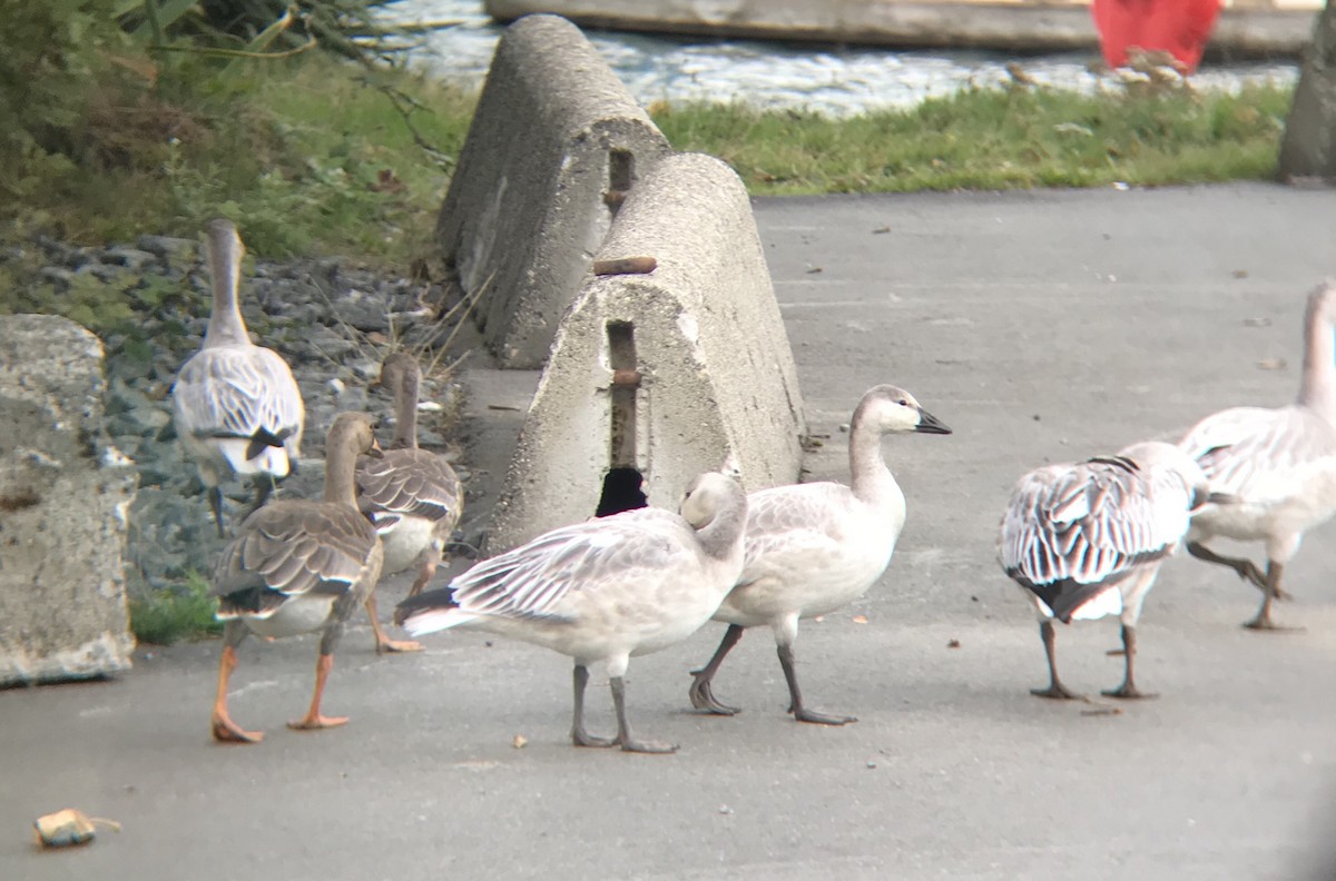 Oca delle nevi - ML376104871