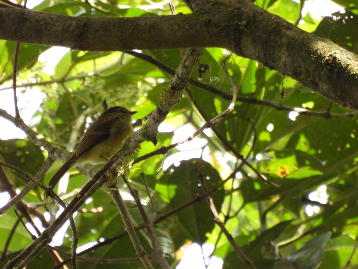 Flavescent Flycatcher - ML376105271