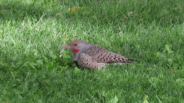Northern Flicker (Yellow-shafted x Red-shafted) - ML376105351