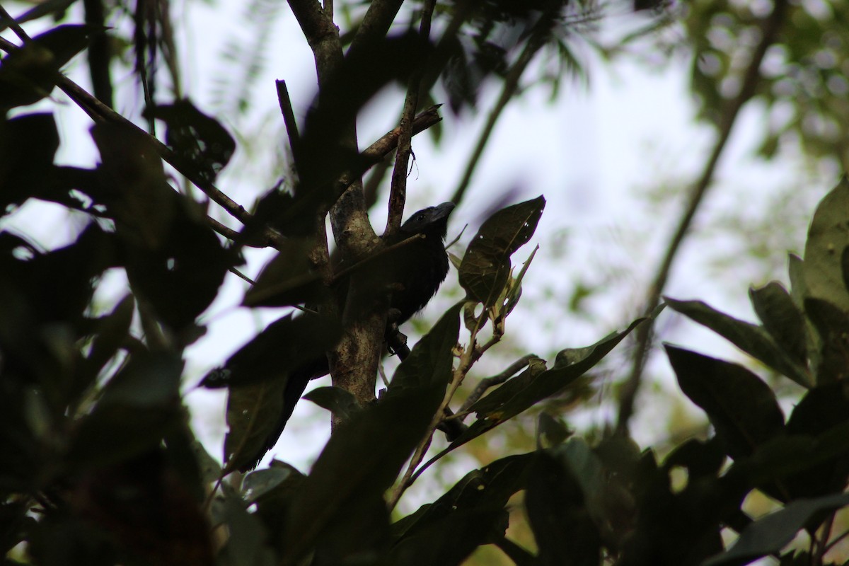 Groove-billed Ani - ML376105751