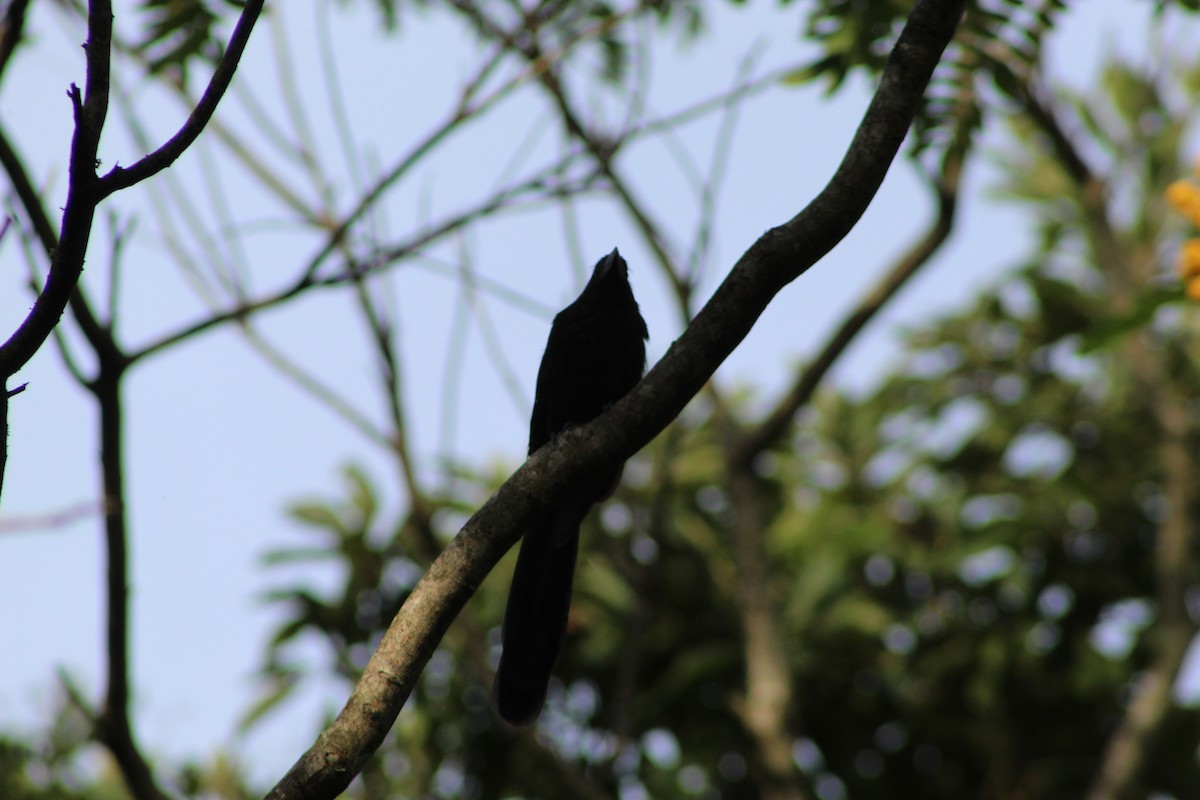 Groove-billed Ani - ML376105801