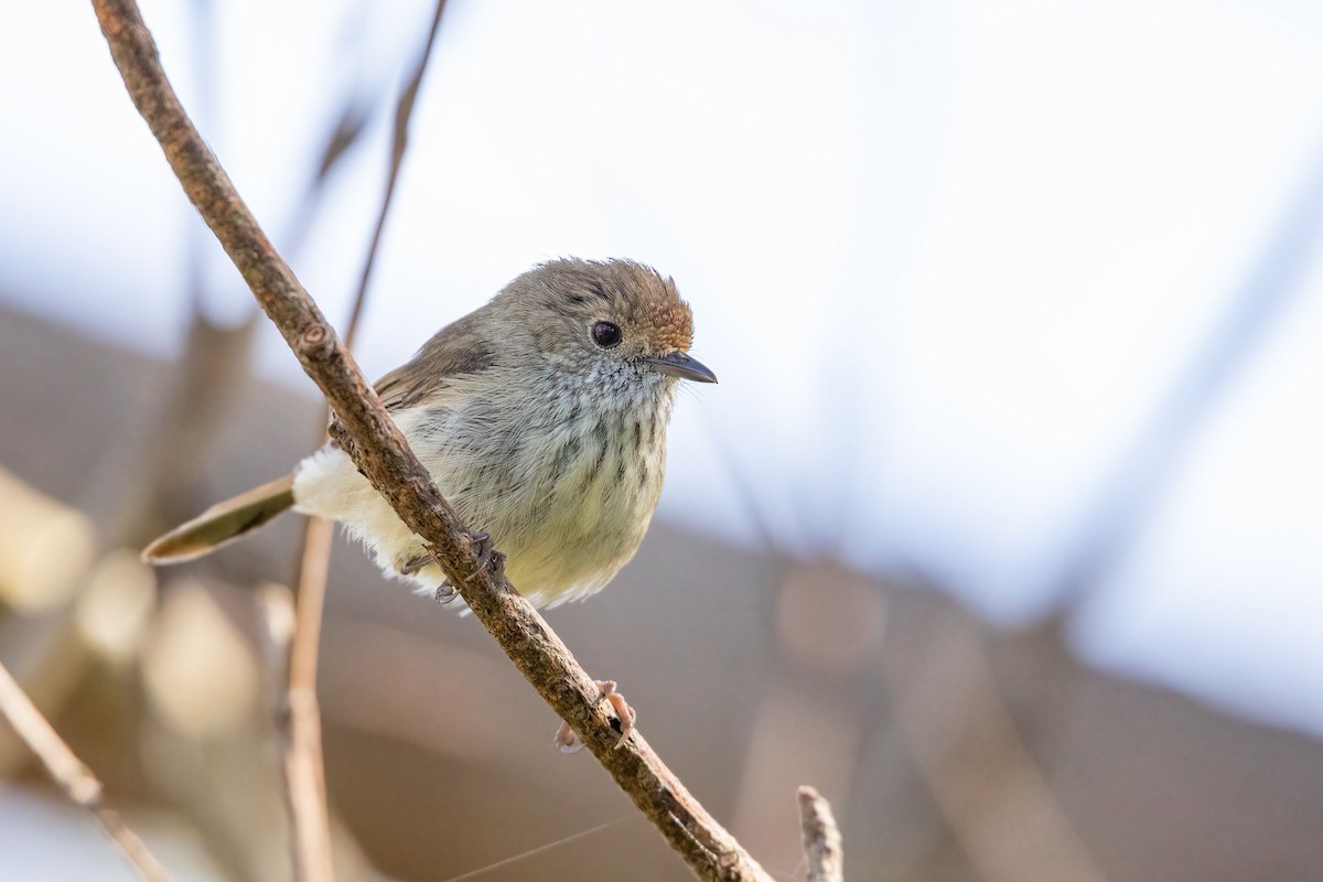 Brown Thornbill - ML376107001