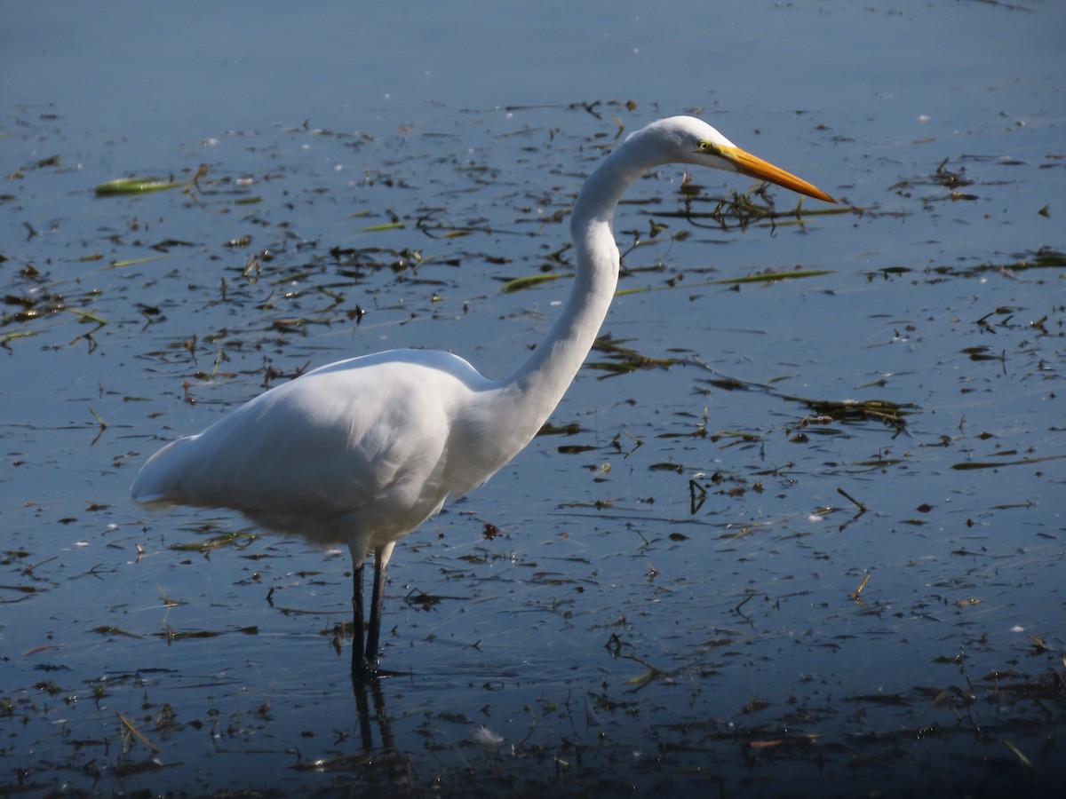 Great Egret - Michel J. Chalifoux