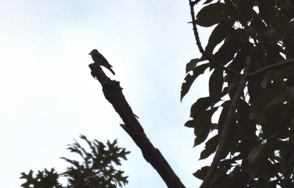 Eastern Wood-Pewee - ML376109311