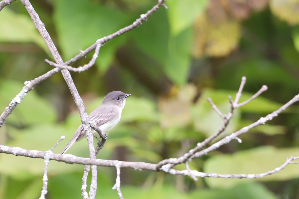 ツキヒメハエトリ - ML376109661