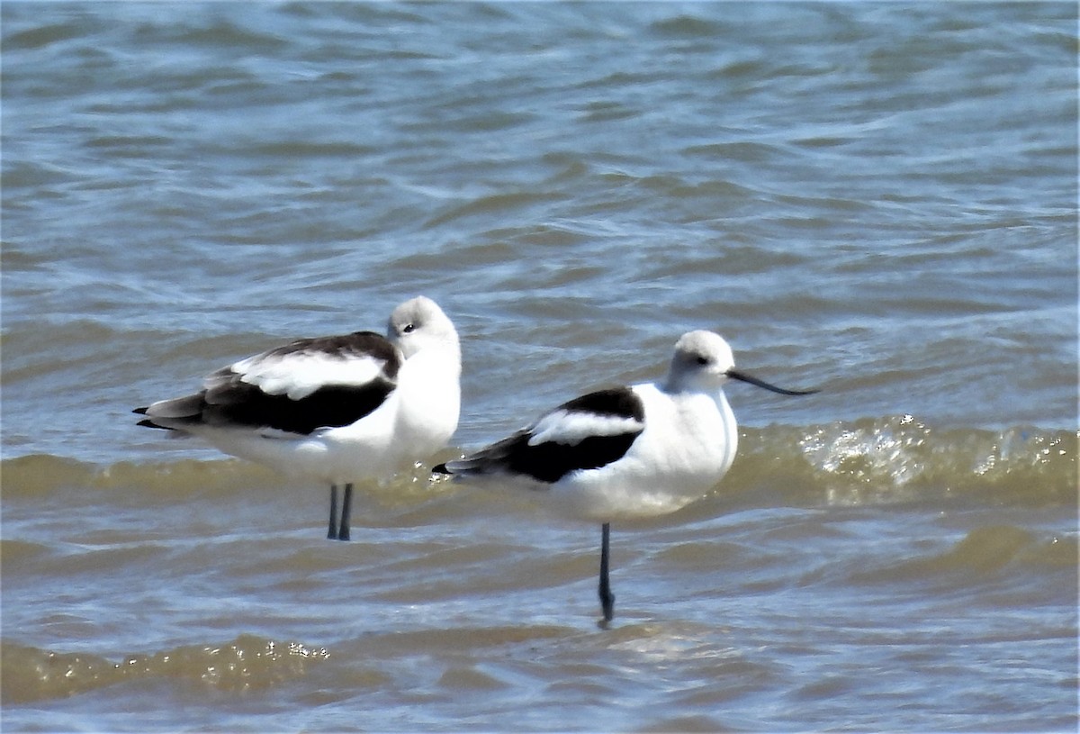 American Avocet - ML376109811