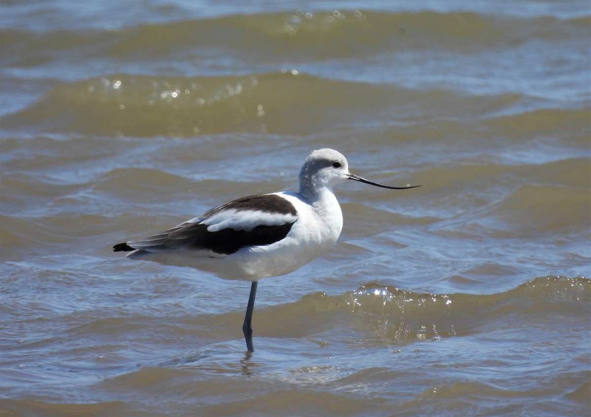 American Avocet - ML376110071