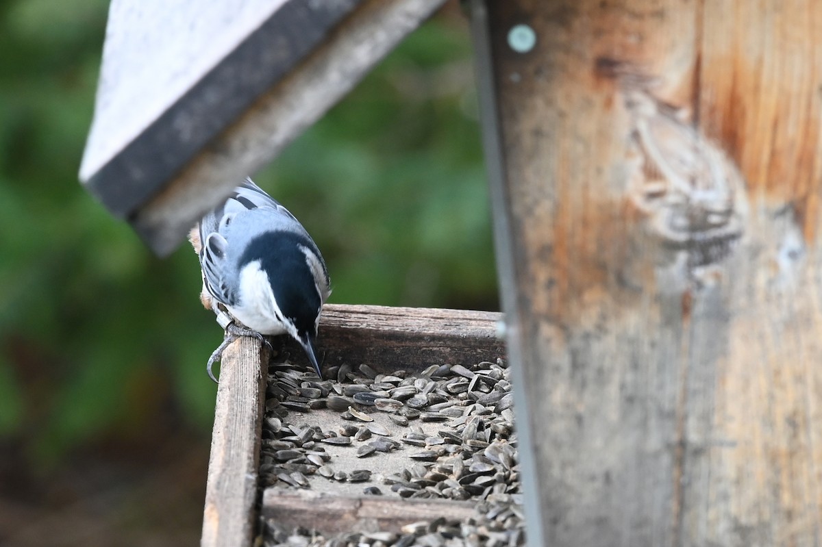 White-breasted Nuthatch - ML376110391