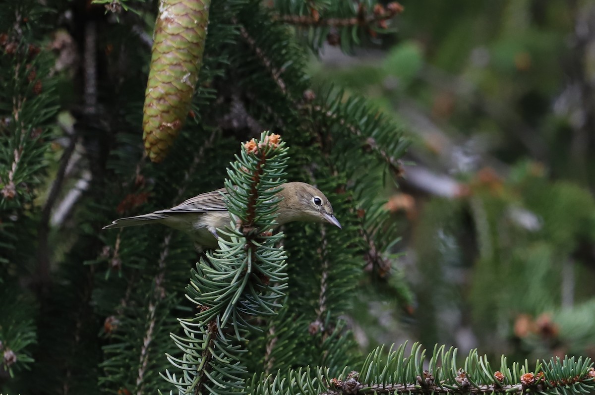 Pine Warbler - ML376110401