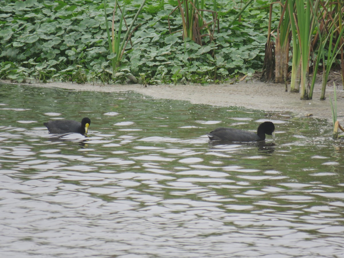 White-winged Coot - ML376110911